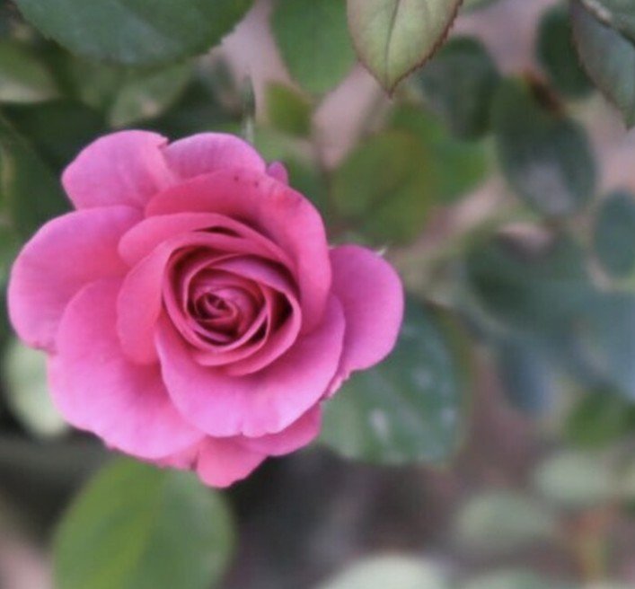 hoa hồng tezza tím hoa hồng tezza tím