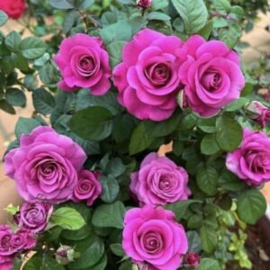 hoa hồng tezza tím