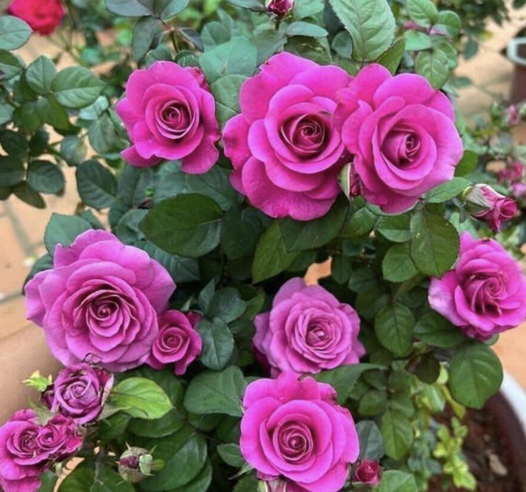 hoa hồng tezza tím hoa hồng tezza tím