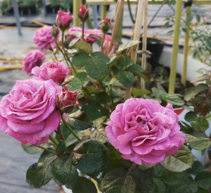 hoa hồng tezza tím hoa hồng tezza tím