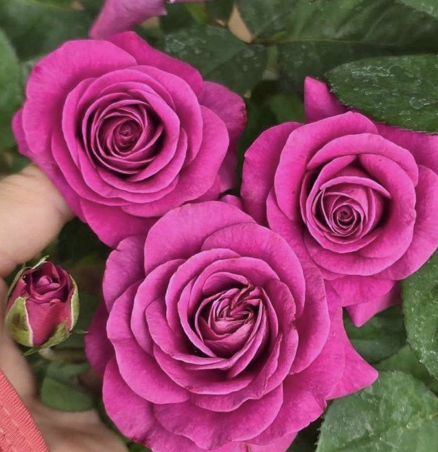 hoa hồng tezza tím hoa hồng tezza tím