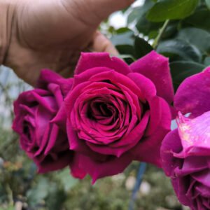 hoa hồng tím promess