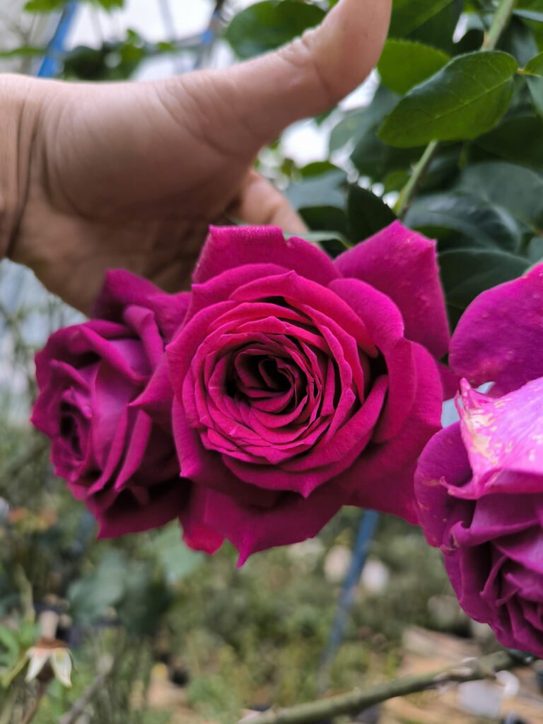 Hoa hồng tím Promess nở rực rỡ với sắc tím nổi bật