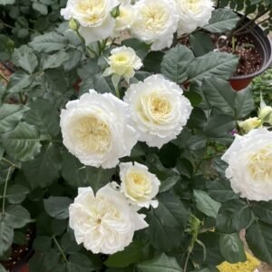 hoa hồng trắng patience