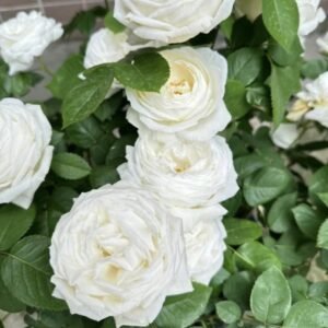 hoa hồng yves wedding road