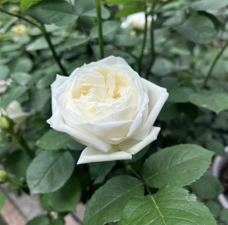 hoa hồng yves wedding road hoa hồng yves wedding road