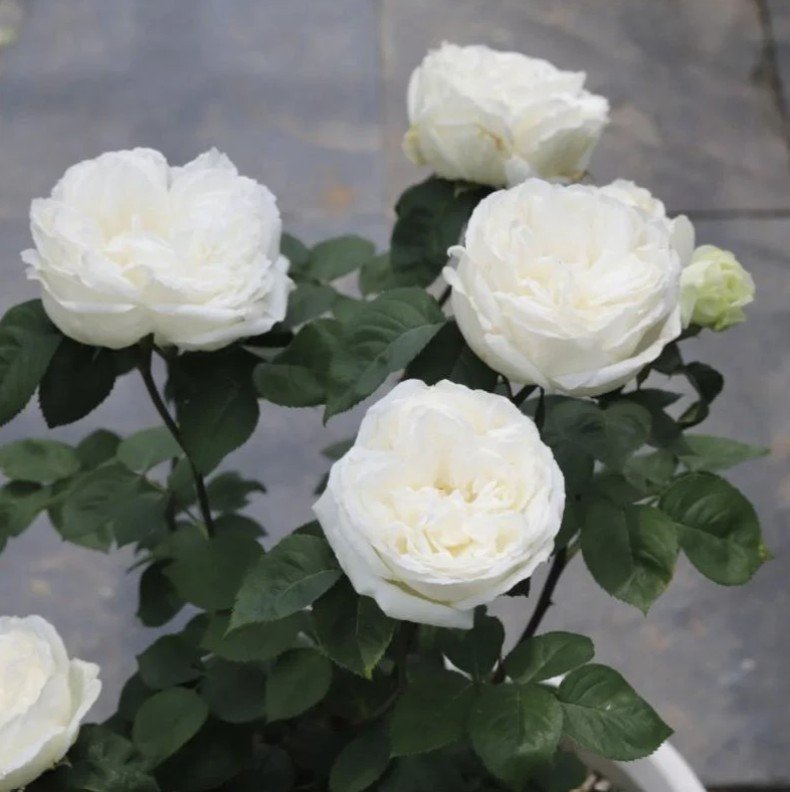 hoa hồng yves wedding road hoa hồng yves wedding road