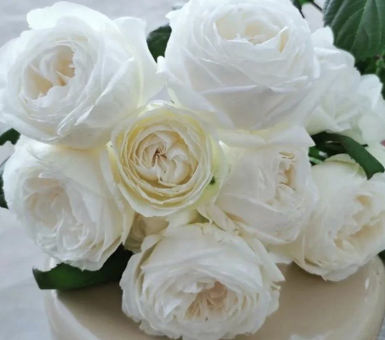 hoa hồng yves wedding road hoa hồng yves wedding road