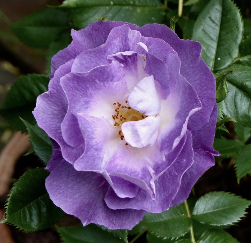 hoa hồng xanh dương blue for you hoa hồng xanh dương blue for you