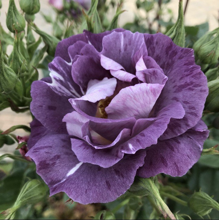 hoa hồng xanh dương blue for you hoa hồng xanh dương blue for you