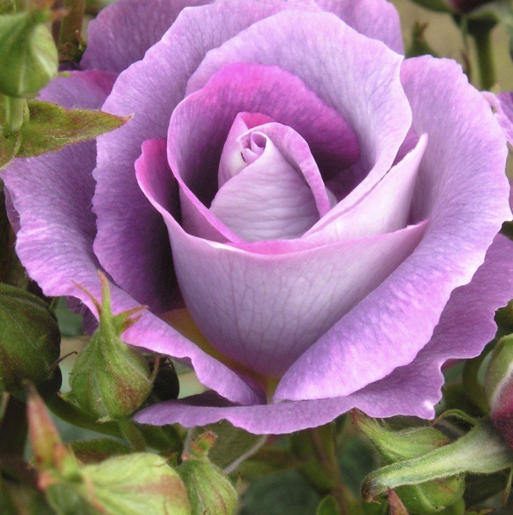 hoa hồng xanh dương blue for you hoa hồng xanh dương blue for you