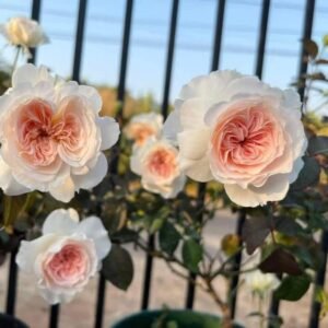 hồng bụi tranquility