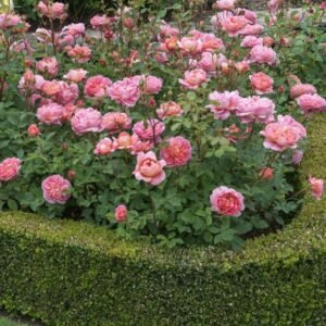 hồng ngoại boscobel