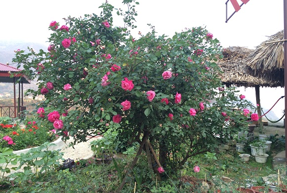 Sự Khác Nhau Giữa Các Chi Nhánh Hoa Hồng hoa hong bui 1