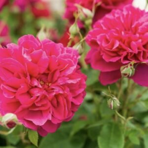 Home hoa hồng bụi hồng thomas à becket