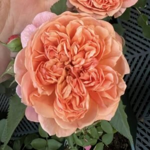 hoa hồng bụi cam silk road