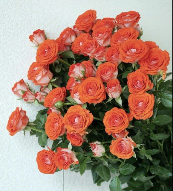 hoa hồng bụi cam trắng stunning bubble hoa hồng bụi cam trắng stunning bubble