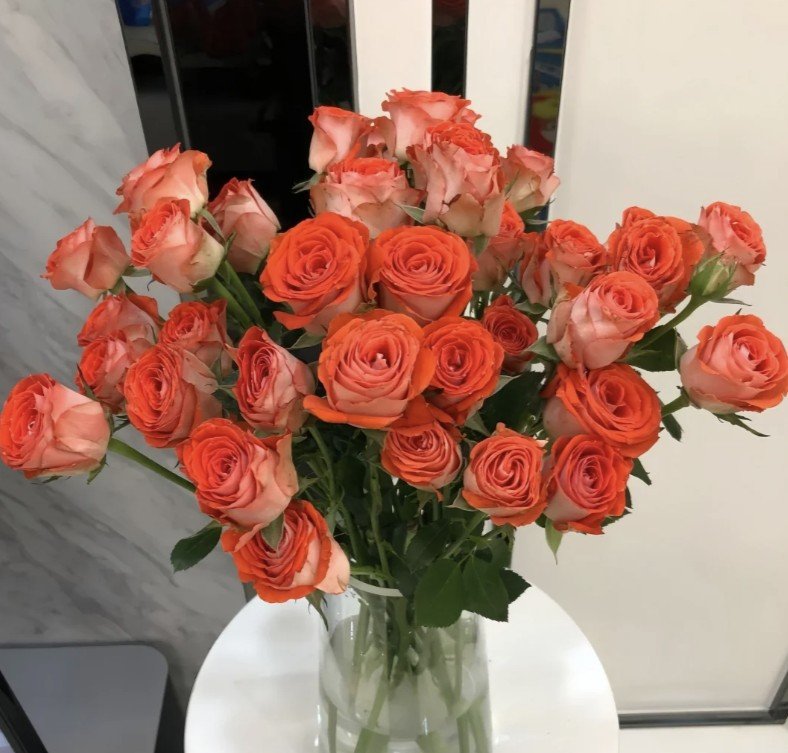 hoa hồng bụi cam trắng stunning bubble hoa hồng bụi cam trắng stunning bubble