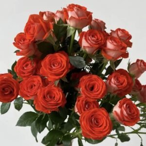 hoa hồng bụi cam trắng stunning bubble