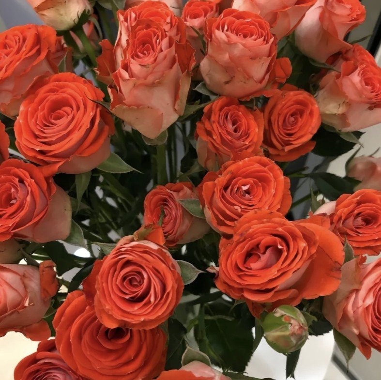 hoa hồng bụi cam trắng stunning bubble hoa hồng bụi cam trắng stunning bubble