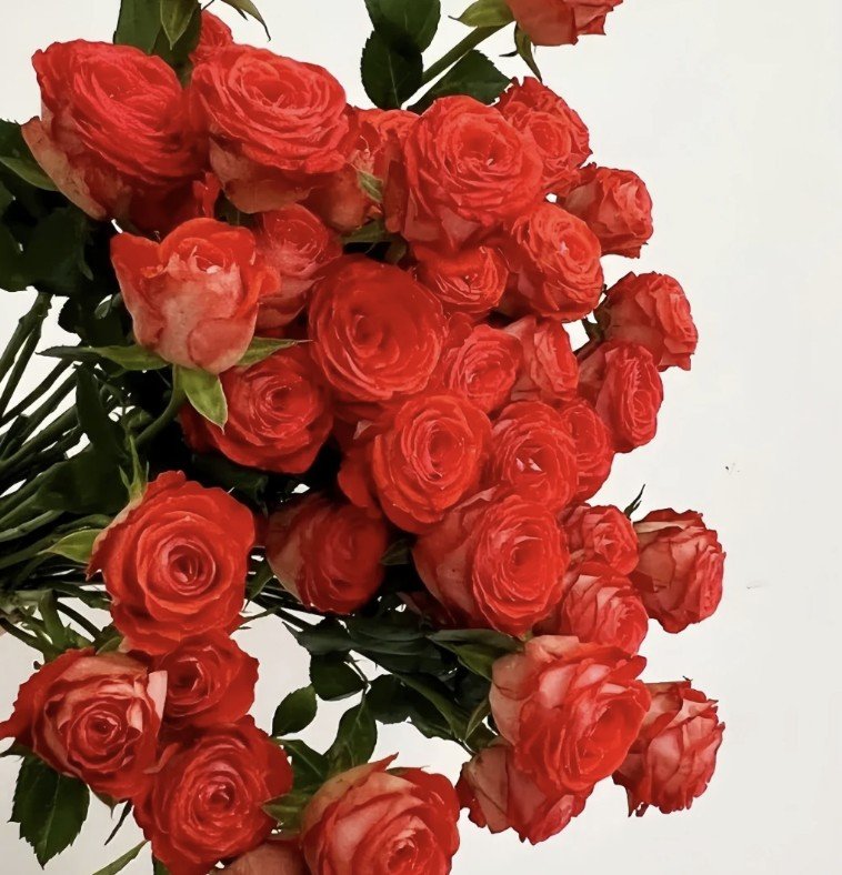 hoa hồng bụi cam trắng stunning bubble hoa hồng bụi cam trắng stunning bubble