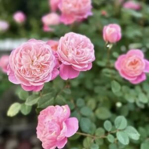 hoa hồng bụi hồng dream light