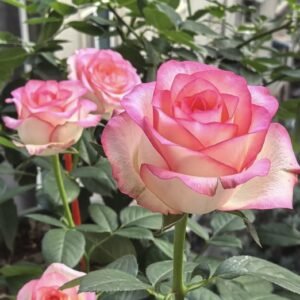 hoa hồng bụi hồng phấn jumelia dutch