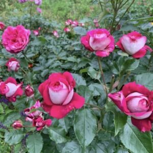 Hoa Hồng Bụi Hồng Trắng Maxim German