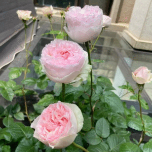 Home hoa hồng bụi hồng phấn yves maiden heart