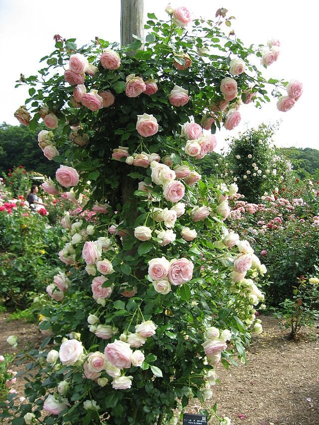 Sự Khác Nhau Giữa Hoa Hồng Leo Climbing Rose và Rambling Rose hoa hong leo 1