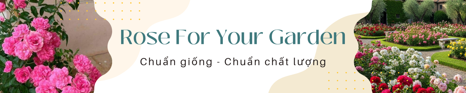 hoa hong leo (2) hoa hong leo (2)