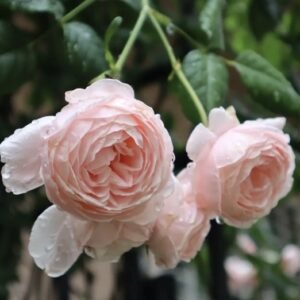 hoa hồng leo hồng phấn nahema