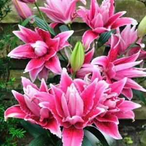 củ giống hoa ly kép rl thalita