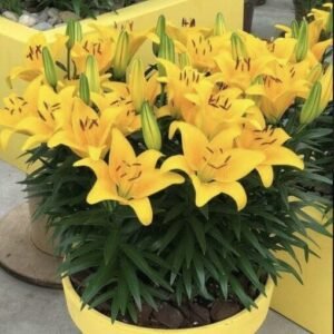 củ giống hoa lily lùn vàng tiny bee
