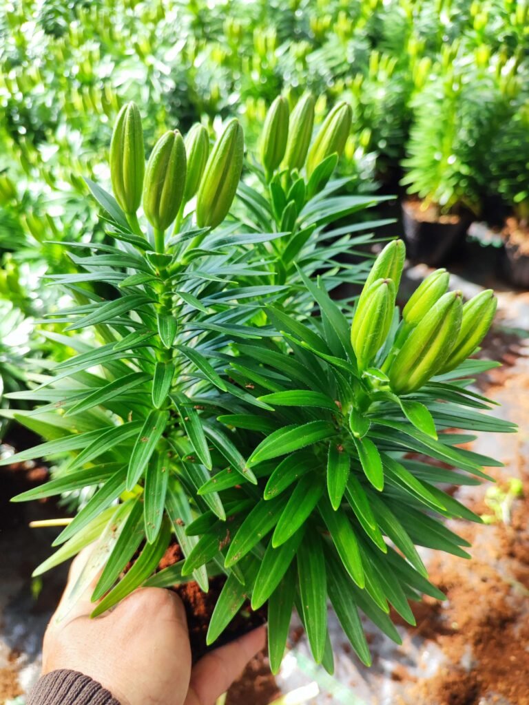 củ giống hoa lily lùn vàng tiny bee