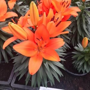 củ giống hoa ly lùn cam tiny heroes