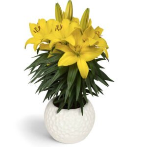 củ giống hoa ly lùn vàng tiny ranger