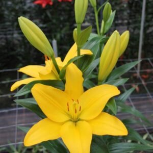 củ giống hoa lily vàng nashville