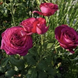 Home hoa hồng bụi hồng Đậm goethe