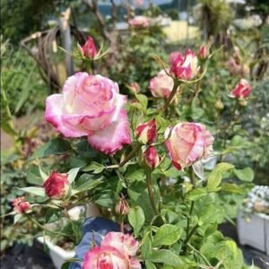 Home hoa hồng bụi trắng hồng king arthur ii