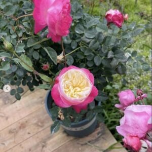 hoa hồng bụi hồng vàng lantern of god