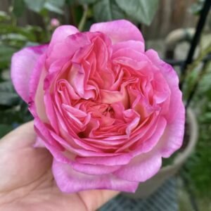 Home hoa hồng bụi hồng aube