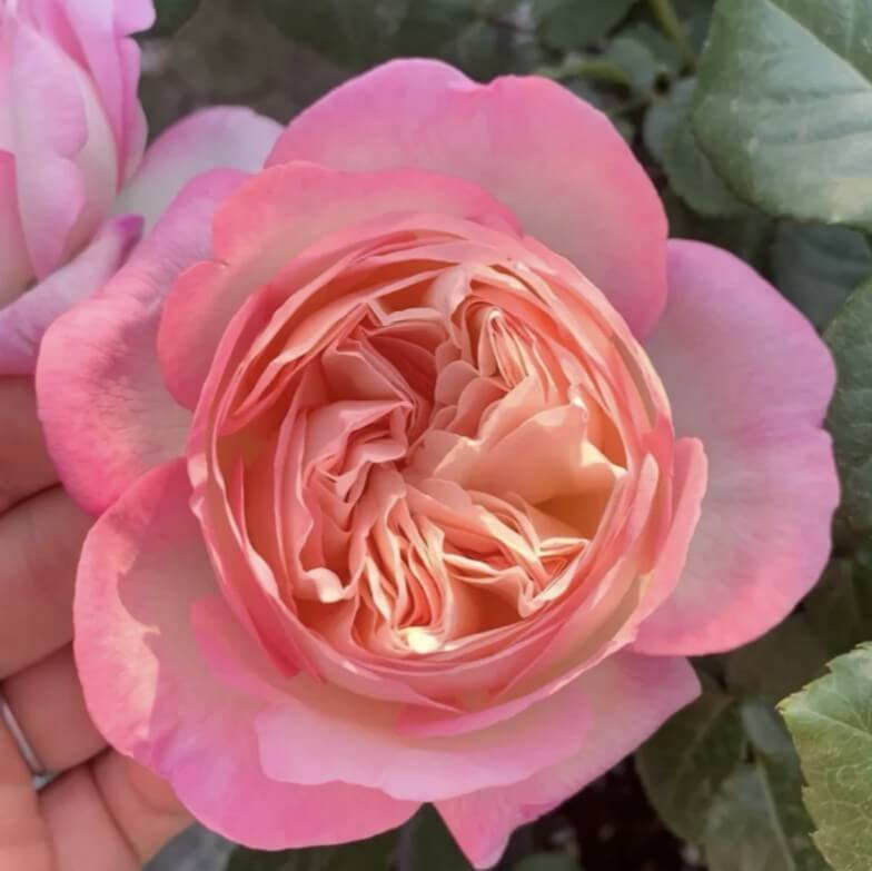 hoa hồng bụi hồng aube hoa hồng bụi hồng aube