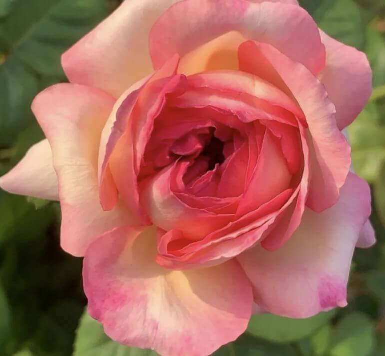 hoa hồng bụi hồng aube hoa hồng bụi hồng aube