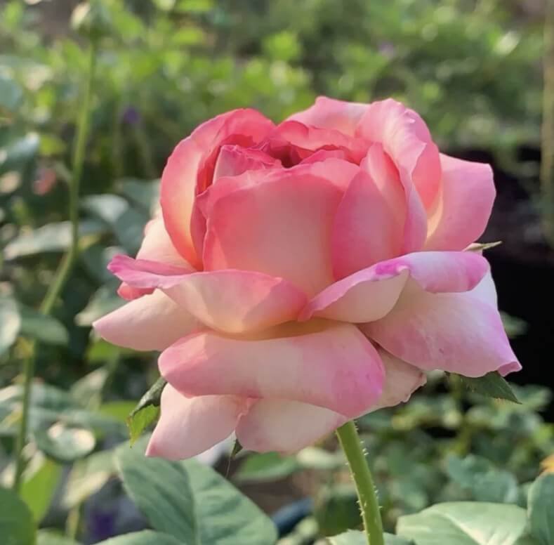 hoa hồng bụi hồng aube hoa hồng bụi hồng aube