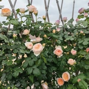 hoa hồng leo cam cá hồi hanxian