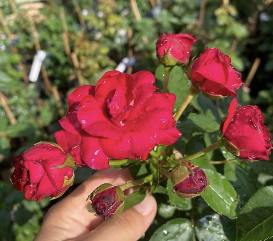 hoa hồng leo Đỏ chùm red riding hood hoa hồng leo Đỏ chùm red riding hood