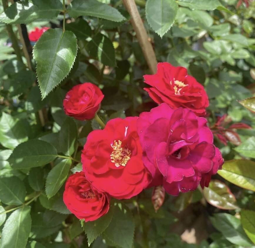 hoa hồng leo Đỏ chùm red riding hood hoa hồng leo Đỏ chùm red riding hood