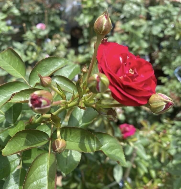 hoa hồng leo Đỏ chùm red riding hood hoa hồng leo Đỏ chùm red riding hood