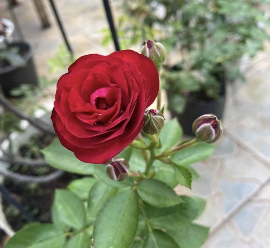 hoa hồng leo Đỏ chùm red riding hood hoa hồng leo Đỏ chùm red riding hood